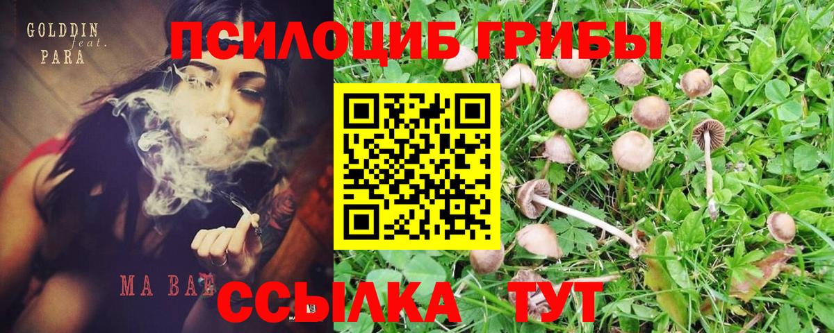 Галлюциногенные грибы Psilocybe Всеволожск